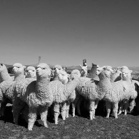 Alpaca Minina Mo
